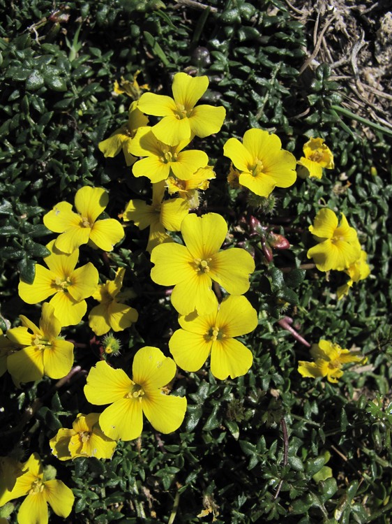 Morisia monanthos
